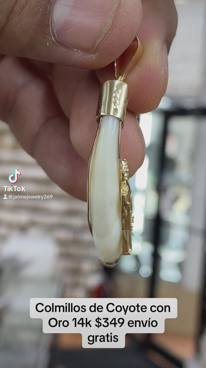Colmillo de Coyote con Oro 14k